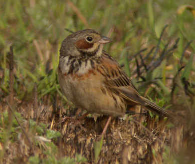 chestnut-eared bunting