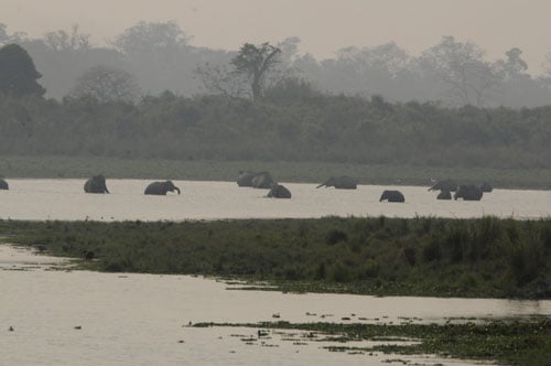 elephants at kaziranga
