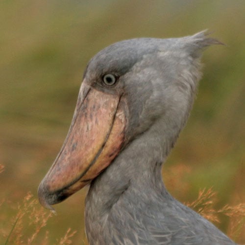 Shoebill