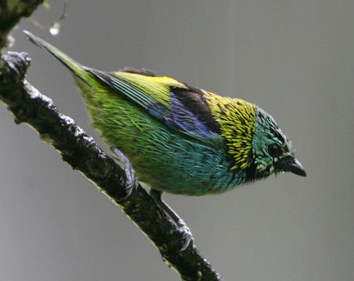 Green-headed Tanager Green-headed Tanager