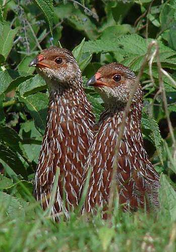 shellys francolin