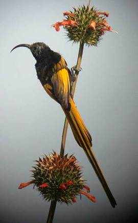 Golden-winged Sunbird