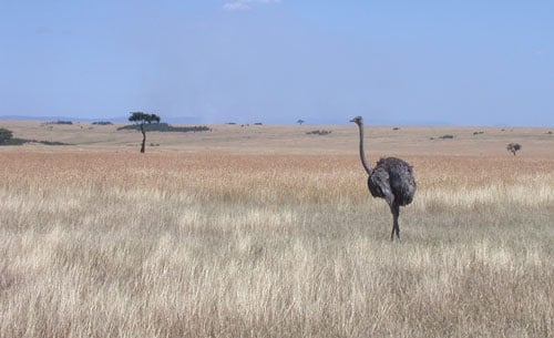 Masi Mara scene