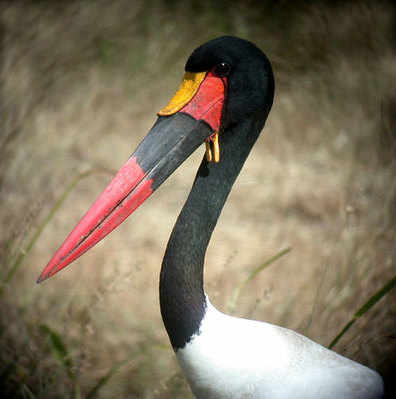 Saddlebilled Stork