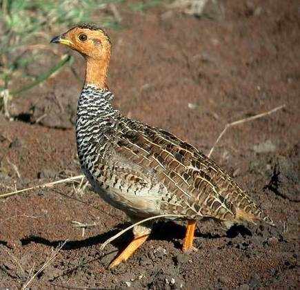 Coqui Francolin