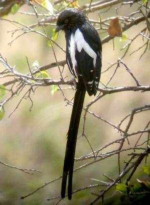 Magpie Shrike