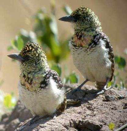 Usambiro Barbets