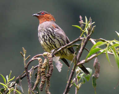 Chestnut-crested Cotinga, manu Rd by Nick Bray