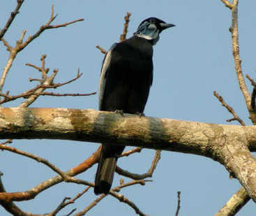 Bare-necked Fruitcrow