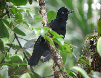 Amazonian Umbrellabird