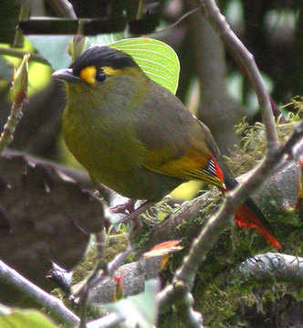 Bugun Liocichla