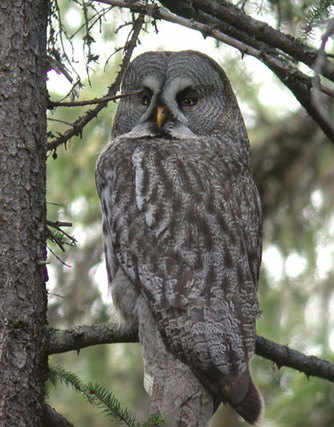 Great Grey Owl