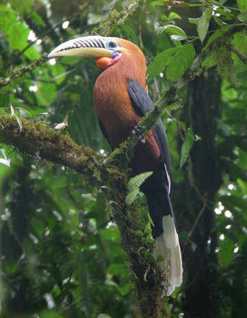 Rufous-necked Hornbill