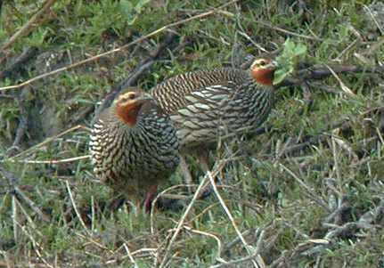 Swamp Francolin