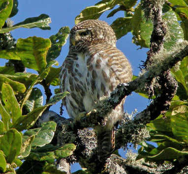 Collared Owlet at Phulchowki