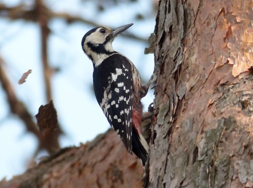 white-backed-woodpecker2