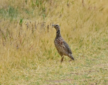 Orange River Francolin - Namibia 2015