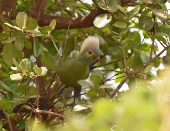 Ruspolis Turaco - Ethiopia 2015