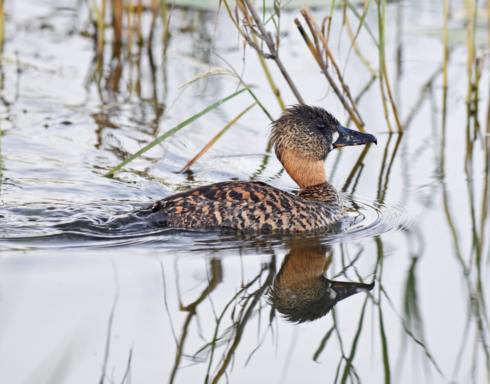 white-backed duck