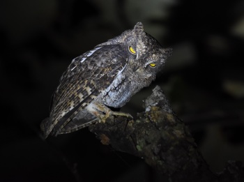 Waldens Scops Owl 2