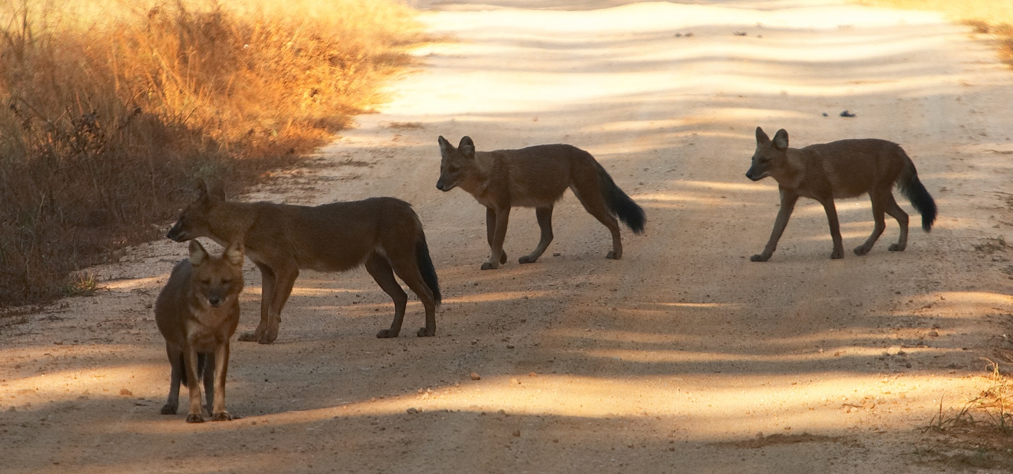 asiatic wild dog