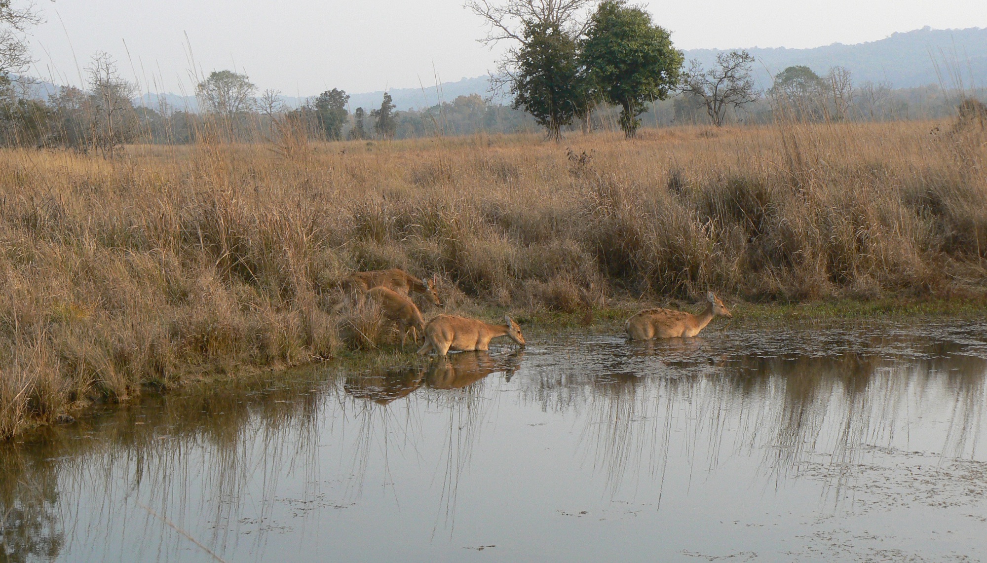 swamp deer