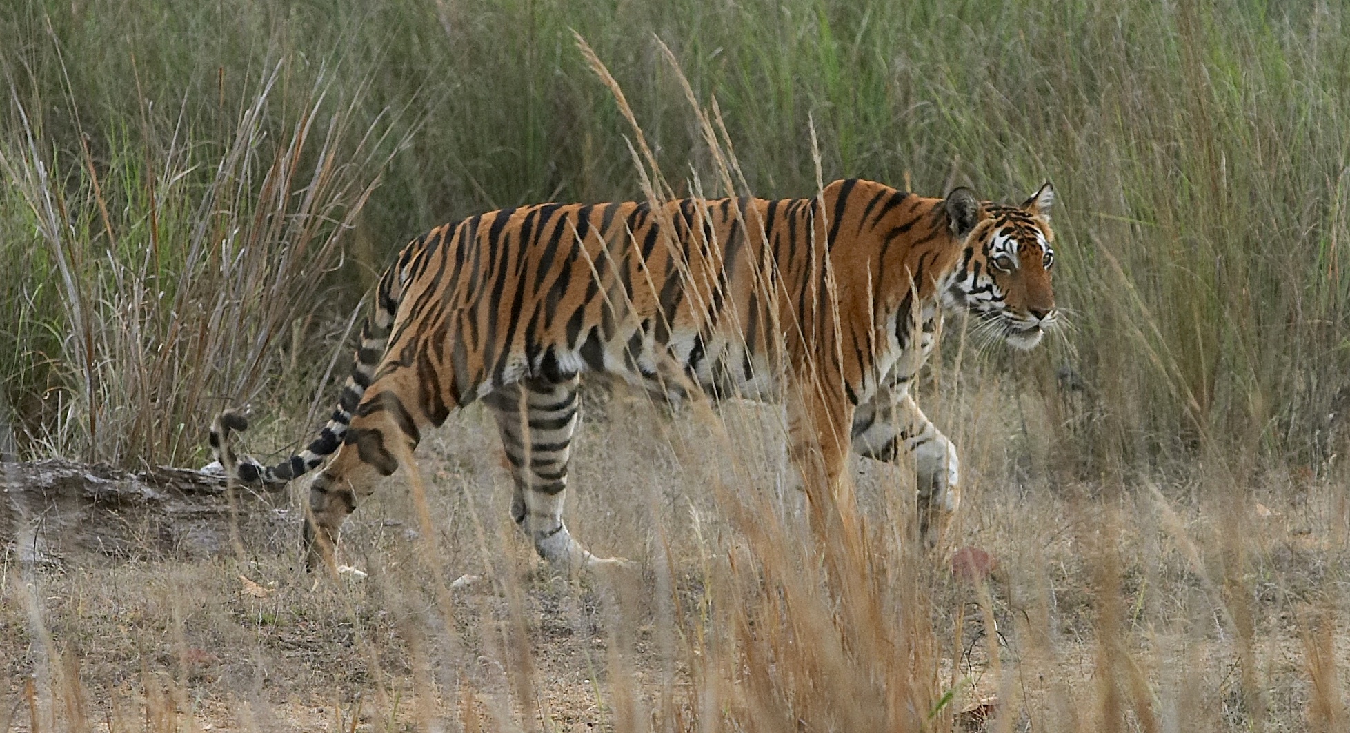 Bengal Tiger