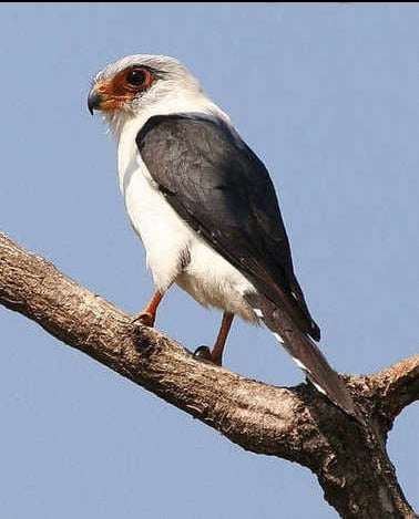 White-rumped Falcon