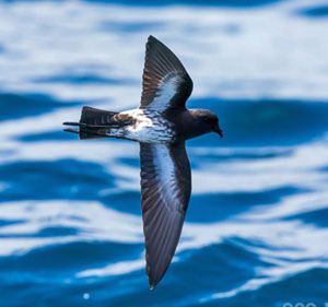 NZ-Petrel