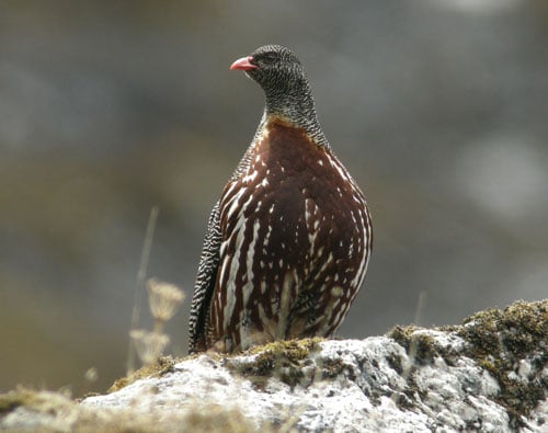 Snow Partridge