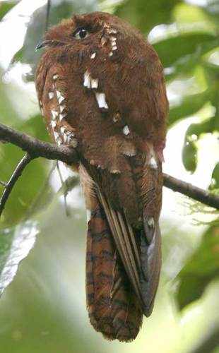 Rufous Potoo