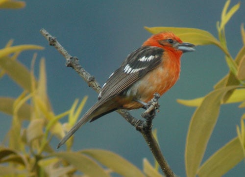 Flame-coloured Tanager