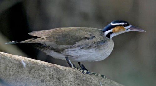 Sungrebe