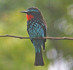 Black Bee-eater