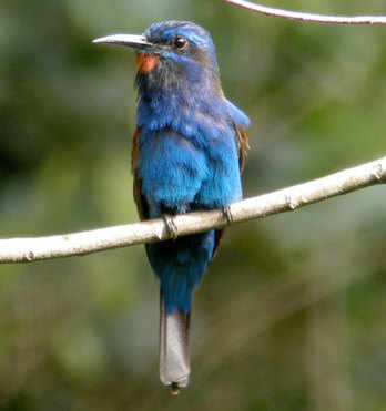 Blue-headed Bee-eater