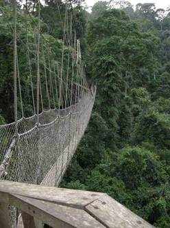 Canopy Walkway