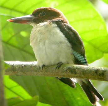 Chocolate-backed Kingfisher