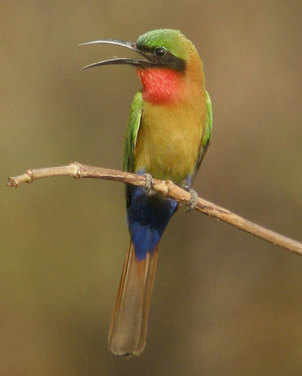 Red-throated Bee-eater