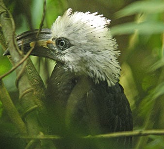 White-crested Hornbill