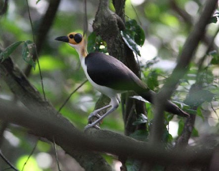 Yellow-headed Picathartes © Ghana Wildlife Society