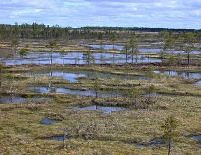 boreal bog