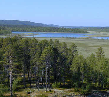 finland boreal bog