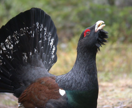 capercaillie