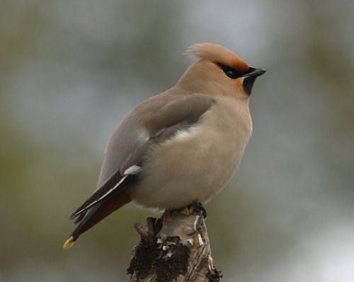 BOHEMIAN WAXWING