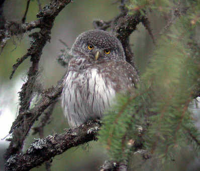 Northern Pygmy owl