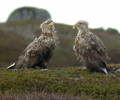 white-tailed eagle