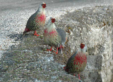 Blood Pheasants copyright Peter Lobo