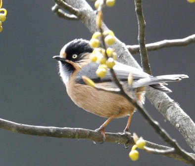 rufous-fronted Tit
