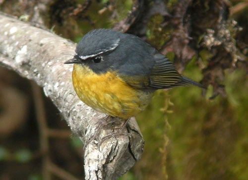 White-browed Bush-robin