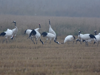 Red-crowned Cranes, Yancheng 2016